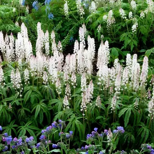 

Тиарелла Кэнди Страйпер гибридная