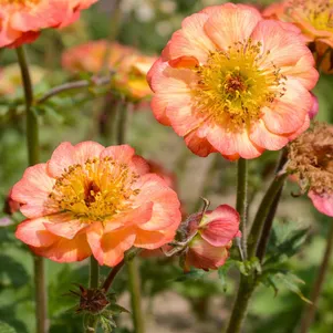 

Гравилат Манго Ласси чилийский