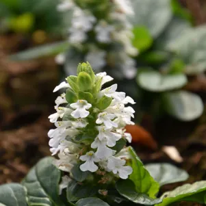 

Живучка (Аюга) Альба ползучая