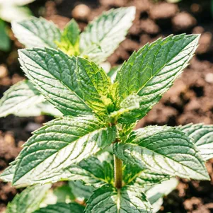 

Мята Земляника Гранд