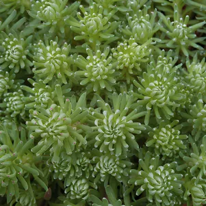 

Очиток (седум) Форстера Оракл