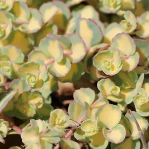 Очиток седум Медиовариегата краснопятнистый 250₽