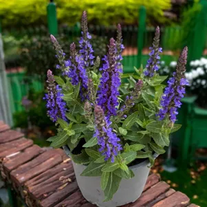 

Шалфей (сальвия) дубравный Сенсейшн Дип Блю