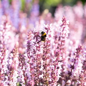 Шалфей сальвия дубравный Салют Лайт Пинк 250₽