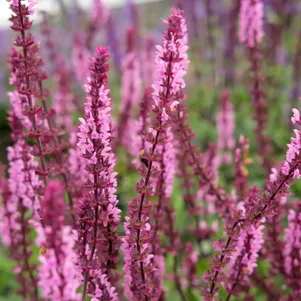 Шалфей сальвия дубравный Карадонна Пинк 340₽