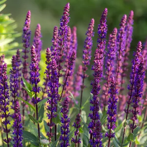 

Шалфей (сальвия) дубравный Карамия