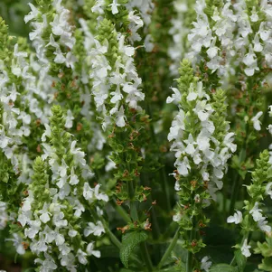 Шалфей сальвия дубравный Мерло Вайт 250₽