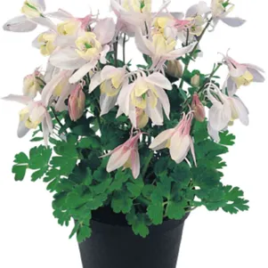 Аквилегия Камео Блаш вееровидная 290₽