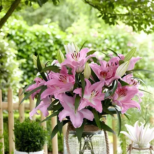 

Лилия Пенинсула восточная