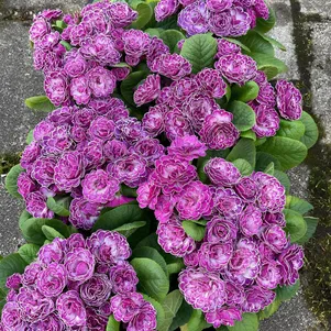 Примула Беларина Кэнди Фрост