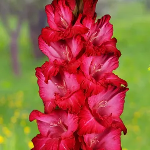 

Гладиолус Гималаи