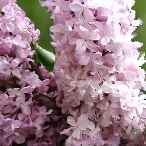 Сирень Радмила 480₽