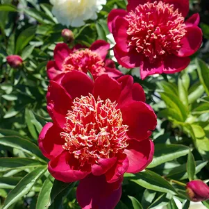 

Пион Сворд Данс