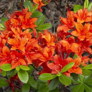 

Рододендрон (Азалия) Кроссватер Ред зимостойкий