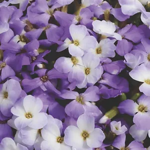 

Обриета Блю Вайт Биколор