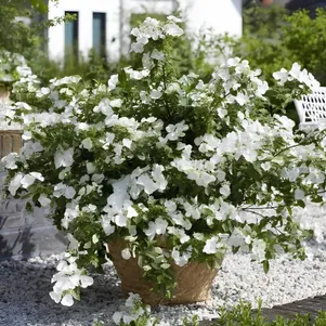 

Гортензия Ранавей Брайд Сноу Вайт