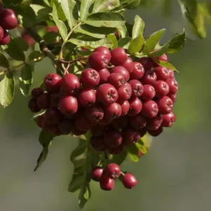 

Рябина Титан