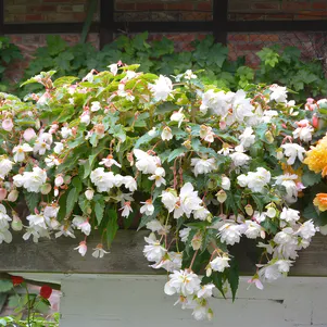 

Бегония Иллюминейшн Вайт