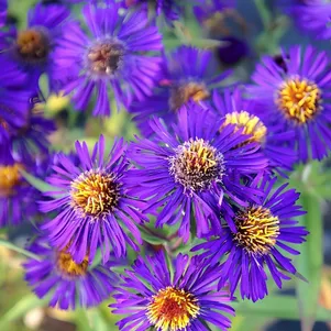 Астра Виолетта новобельгийская 360₽