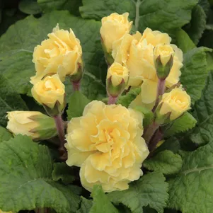 Примула Бонёр обыкновенная 790₽