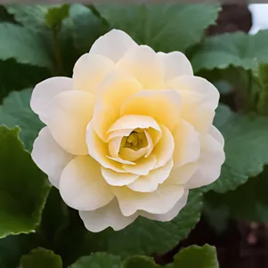 Примула Гернси Крим обыкновенная 790₽