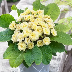 Примула Крем дю Трегор обыкновенная 790₽