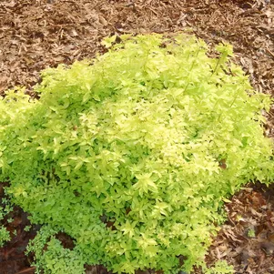 

Спирея Голден Эльф японская