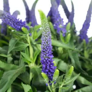 Вероника колосистая синяя 550₽