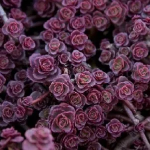 Очиток седум Пурпл Карпет 290₽