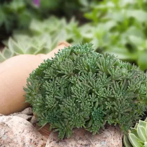 Очиток седум Лизард 290₽