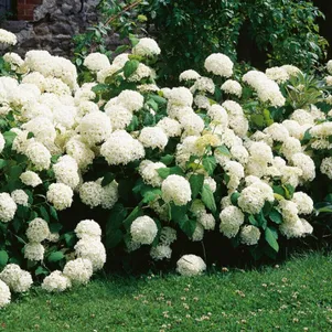 Гортензия Стэнд Ап Вайт древовидная