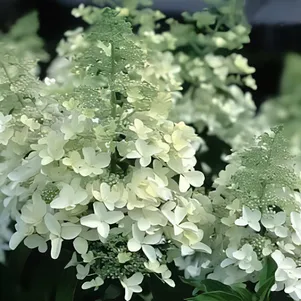 

Гортензия Мэджикал Гималаи метельчатая