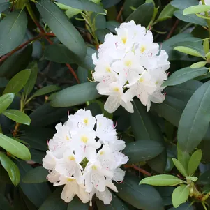 Рододендрон (Азалия) Альбум