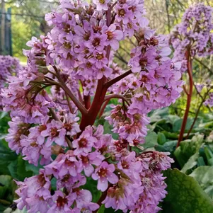 Бадан сердцелистный 410₽