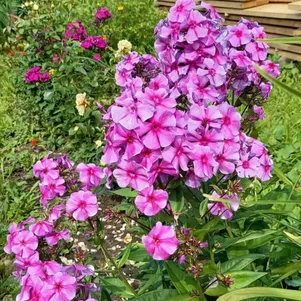 

Флокс Виринея