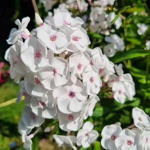 

Флокс Молочное суфле