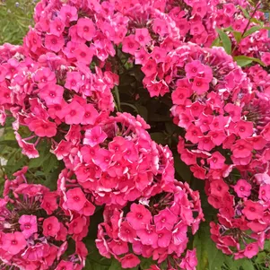 

Флокс Серафима