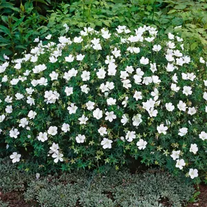 Герань кроваво-красная Альбум 450₽