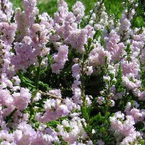 Вереск Раднор 690₽