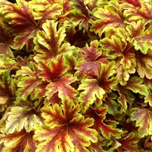 

Гейхерелла Голд Зебра