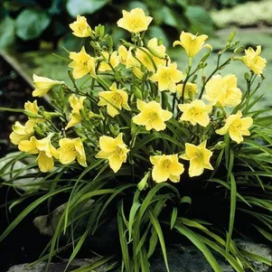 

Лилейник Хэппи Ретурнс