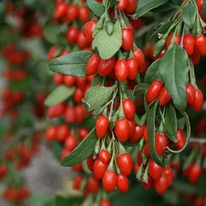 

Годжи ягоды (Дереза обыкновенная)