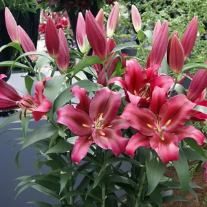 

Лилия Палаццо ОТ-гибрид темно-розовая