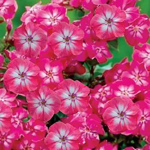 

Флокс метельчатый Лизи