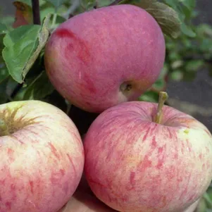 

Яблоня Орлинка