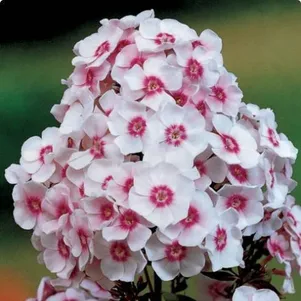 

Флокс метельчатый Мисс Холанд