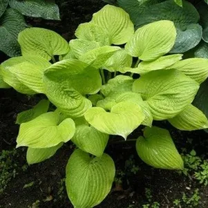 Хоста Банана Кид M 460₽