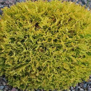 Туя Даника Ауреа шаровидная 490₽