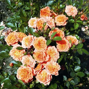 

Роза Нинетта миниатюрная, Тантау (лиц)