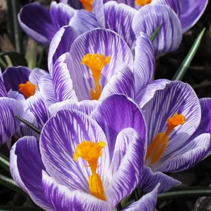 

Крокус Пиквик 10 шт